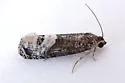 Ecdytolopha occidentana - Hodges#3495.2