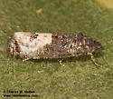 Ecdytolopha occidentana - Hodges#3495.2 - photo 2
