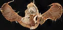 Ecdytolopha occidentana - Hodges#3495.2 - photo 3