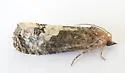 Ecdytolopha occidentana - Hodges#3495.2 - photo 5