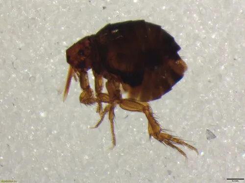 Sticktight Flea