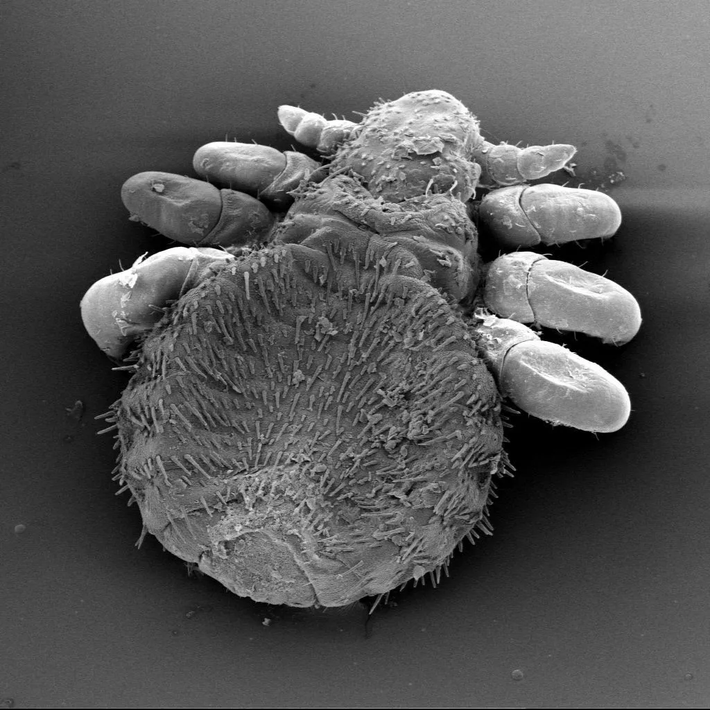 Seal lice - photo 2