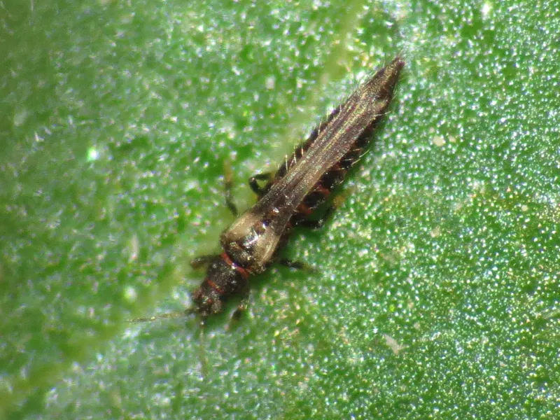 Echinothrips americanus - photo 2