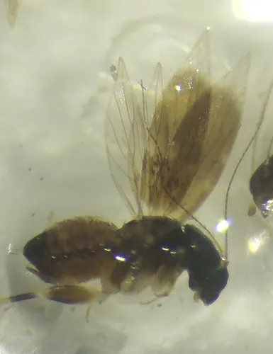 Echmepteryx gumpi
