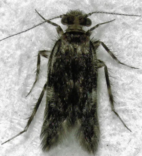 Echmepteryx hamiltoni