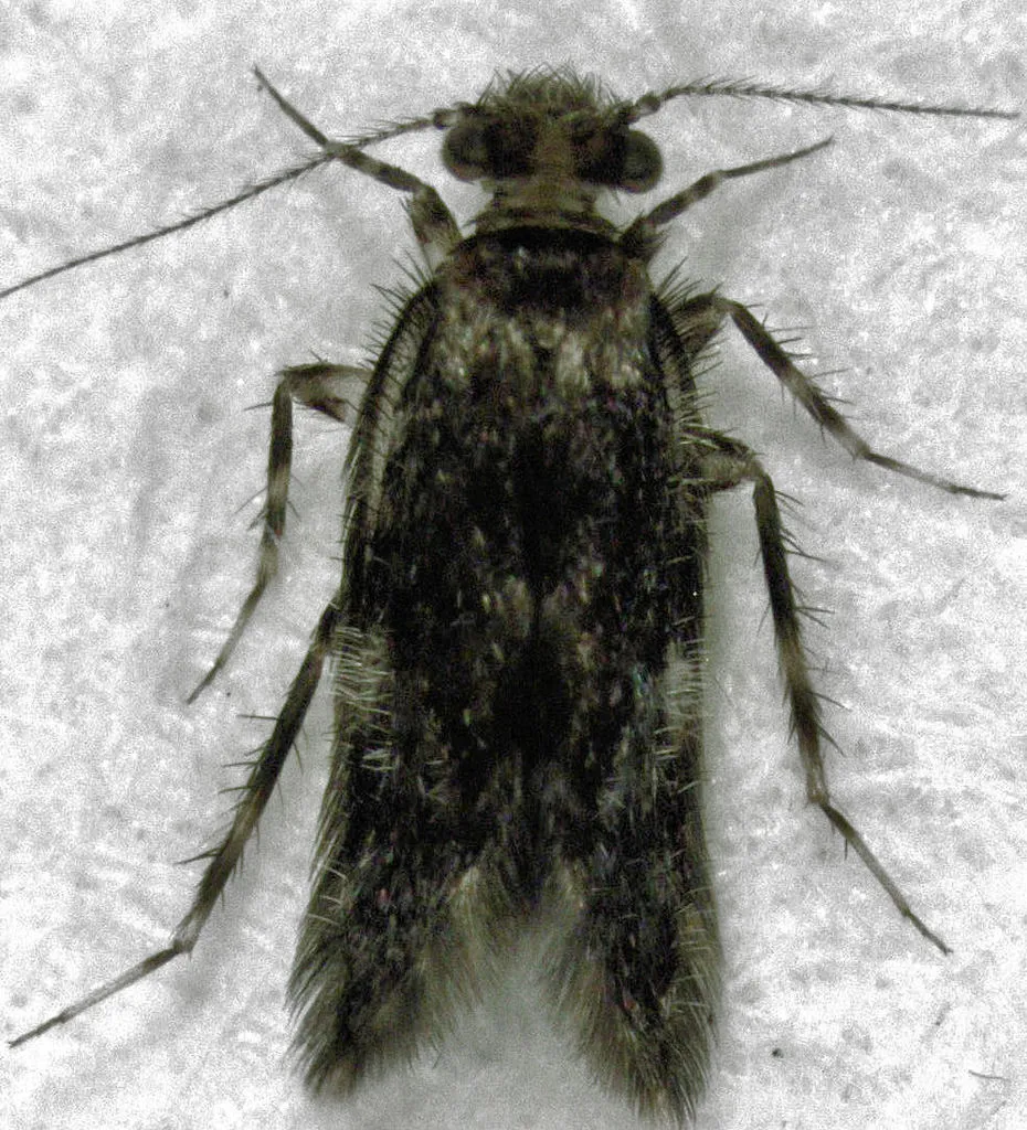 Echmepteryx hamiltoni - photo 2