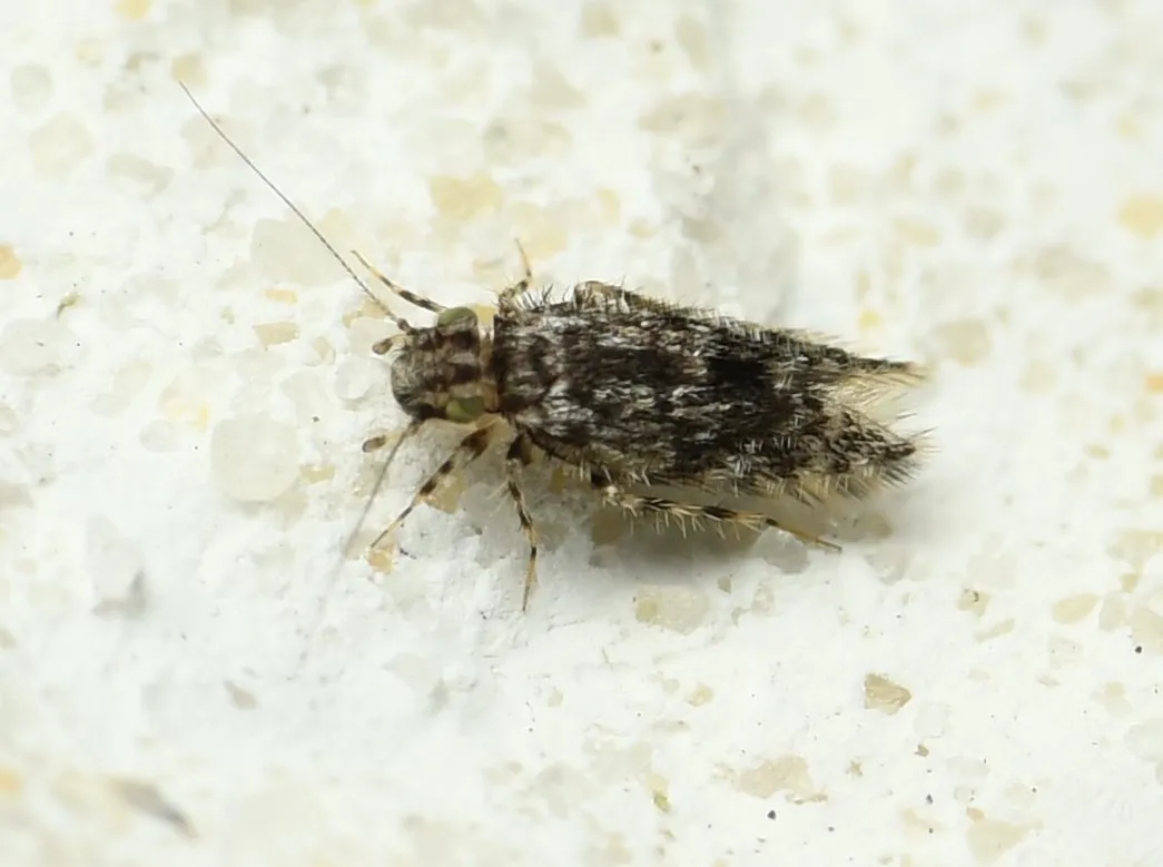 Echmepteryx intermedia - photo 2