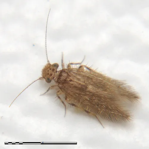 Echmepteryx lunulata
