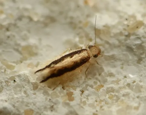 Echmepteryx (Thylacopsis) madagascariensis - photo 2