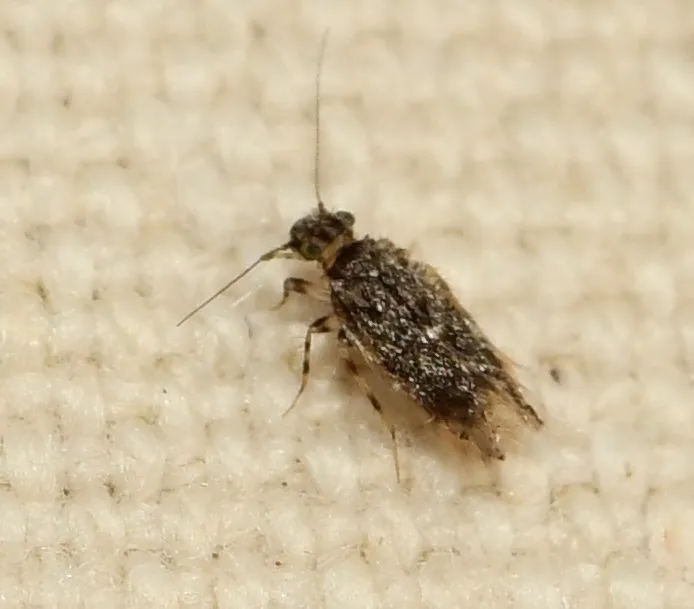 Echmepteryx youngi - photo 2