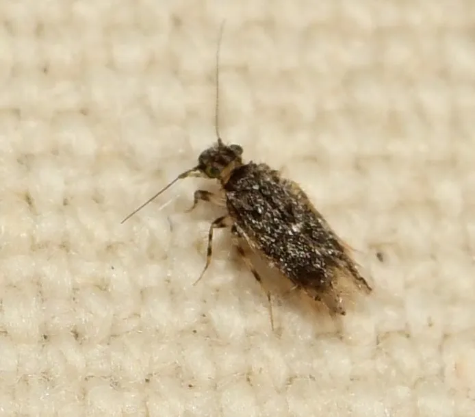 Echmepteryx youngi - photo 3