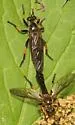 Eastern Longhorn Robber - photo 4