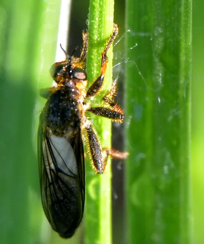 Western Longhorn Robber - Echthodopa pubera