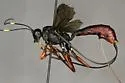 Echthrus abdominalis