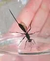 Echthrus niger