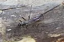 Echthrus niger - photo 2