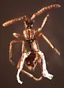 Ecitonidia wheeleri - Ecitonidia wheeleri