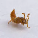 Ecitonidia wheeleri - photo 2