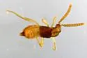Ecitonidia wheeleri - photo 3
