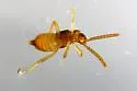Ecitonidia wheeleri - photo 4