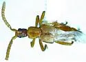 Ecitonidia wheeleri - photo 5