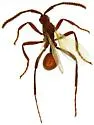 Ecitovagus gibbus