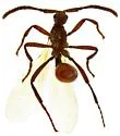 Ecitovagus gibbus - photo 2