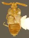 Ecitoxenidia alabamae
