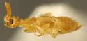 Ecitoxenidia alabamae - photo 2