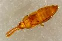 Ecitoxenidia alabamae - photo 3