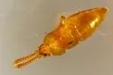 Ecitoxenidia alabamae - photo 4