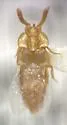 Ecitoxenidia brevicornis - Ecitoxenidia brevicornis