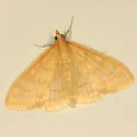 Ecpyrrhorrhoe puralis - Hodges#4973.1 - photo 2