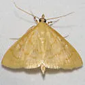 Ecpyrrhorrhoe puralis - Hodges#4973.1 - photo 3