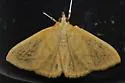 Ecpyrrhorrhoe puralis - Hodges#4973.1 - photo 4