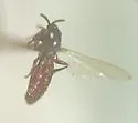 Ectaetia clavipes - photo 2
