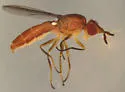 Ectecephala albistylum