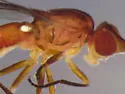 Ectecephala albistylum - photo 2