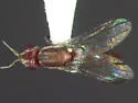 Ectecephala albistylum - photo 3