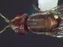 Ectecephala albistylum - photo 4