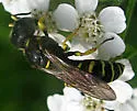Ectemnius arcuatus