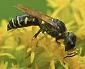 Ectemnius arcuatus - photo 2
