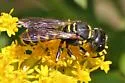Ectemnius arcuatus - photo 3