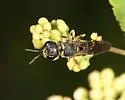Ectemnius arcuatus - photo 4