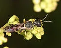 Ectemnius arcuatus - photo 5