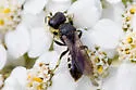 Ectemnius borealis