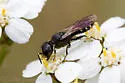 Ectemnius borealis - photo 2
