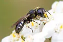 Ectemnius borealis - photo 3