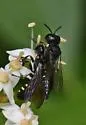 Ectemnius borealis - photo 4