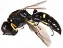 Ectemnius borealis - photo 5